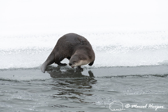 North American river otter (Lontra canadensis), Yellowstone Nati