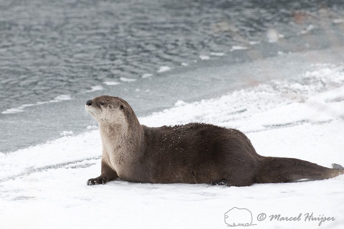 North American river otter (Lontra canadensis), Yellowstone Nati