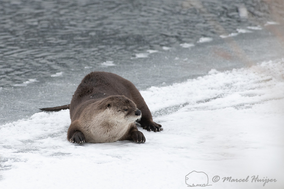North American river otter (Lontra canadensis), Yellowstone Nati