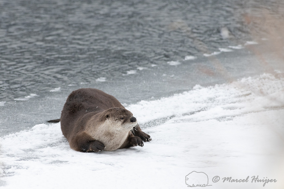 North American river otter (Lontra canadensis), Yellowstone Nati