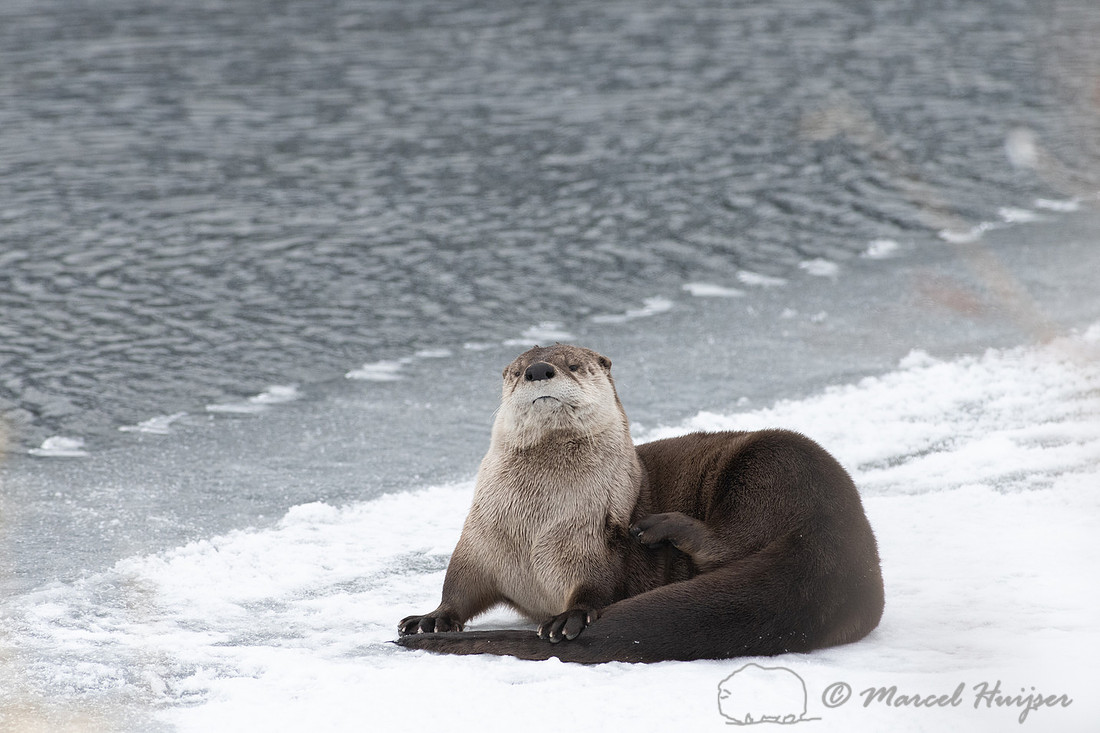 North American river otter (Lontra canadensis), Yellowstone Nati