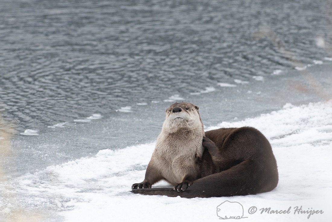 North American river otter (Lontra canadensis), Yellowstone Nati