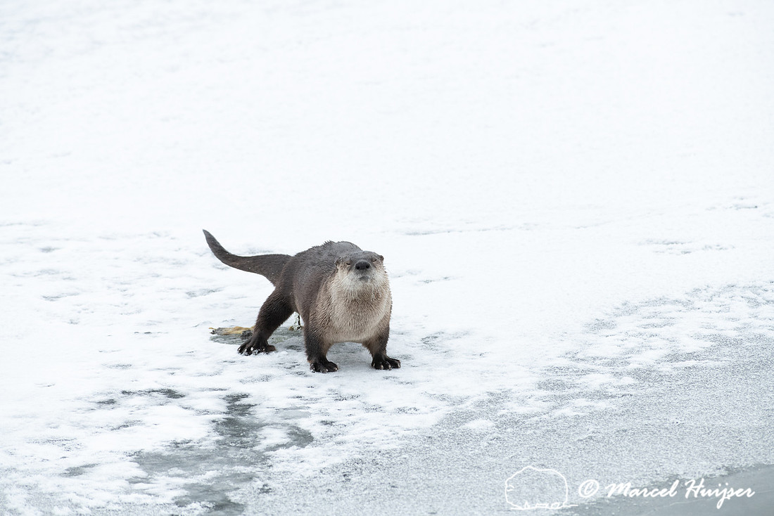 North American river otter (Lontra canadensis) defecates, Yellow