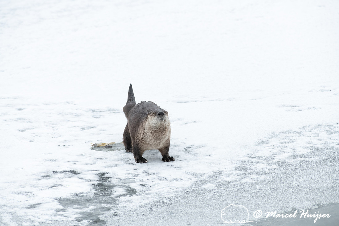 North American river otter (Lontra canadensis) defecates, Yellow