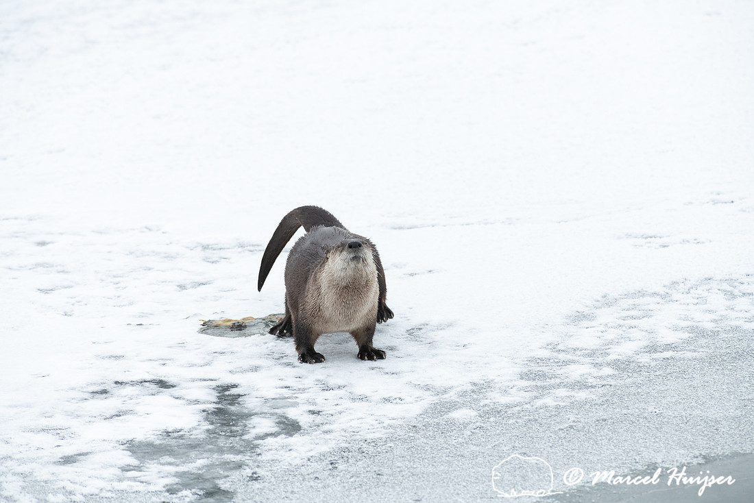 North American river otter (Lontra canadensis) defecates, Yellow
