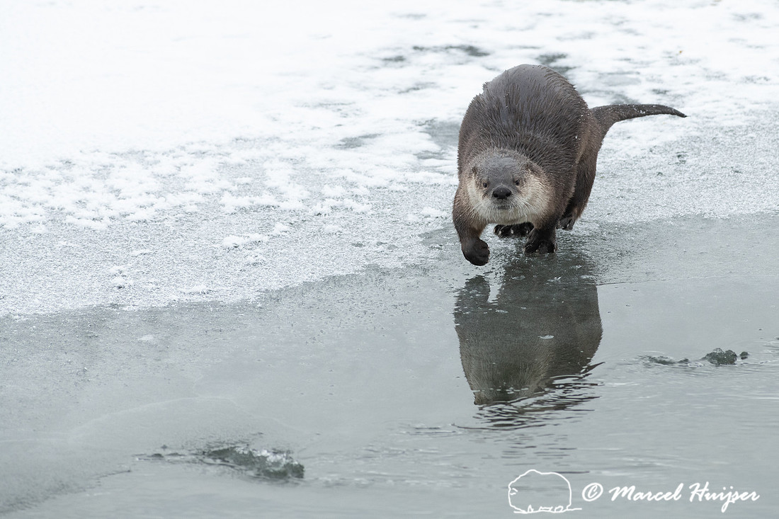 North American river otter (Lontra canadensis), Yellowstone Nati