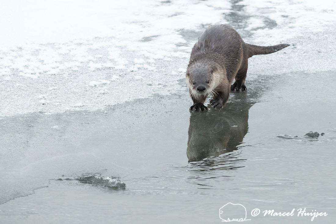 North American river otter (Lontra canadensis), Yellowstone Nati