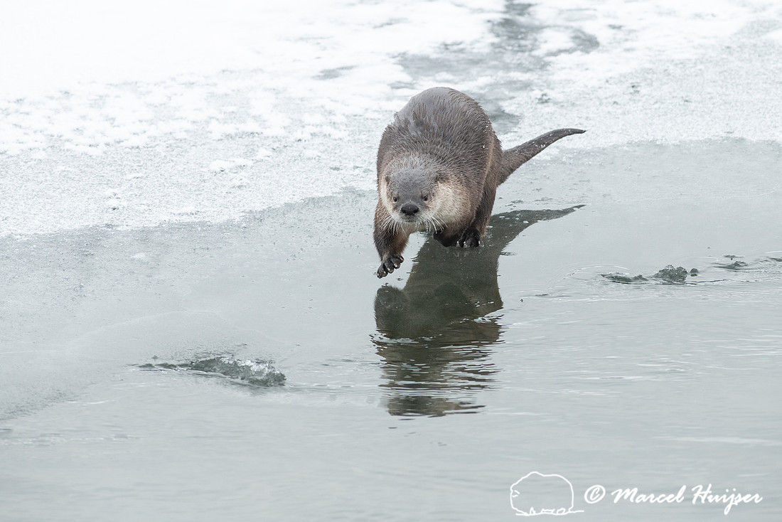 North American river otter (Lontra canadensis), Yellowstone Nati