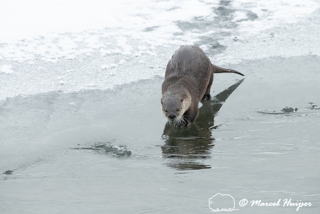 North American river otter (Lontra canadensis), Yellowstone Nati
