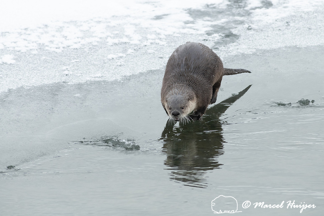 North American river otter (Lontra canadensis), Yellowstone Nati