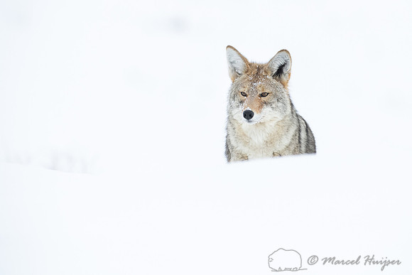 Coyote (Canis latrans) in the snow, Yellowstone National Park, W