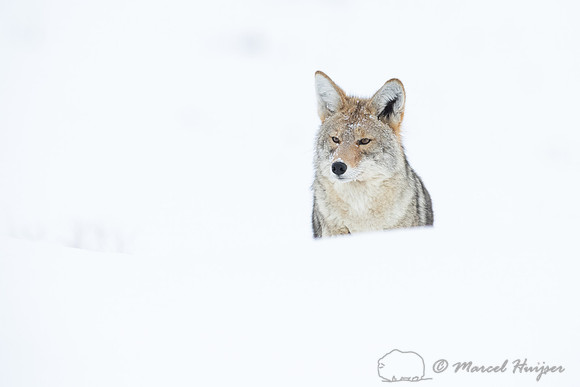 Coyote (Canis latrans) in the snow, Yellowstone National Park, W