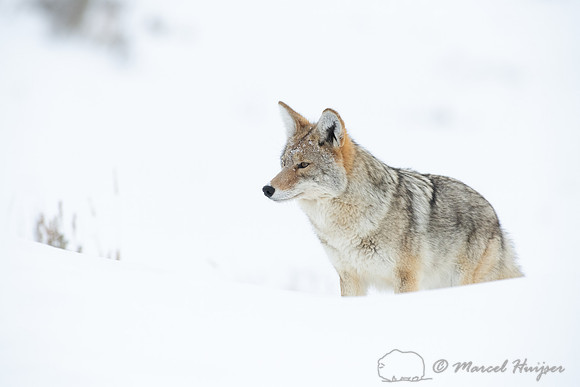 Coyote (Canis latrans) in the snow, Yellowstone National Park, W