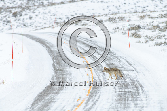 Coyote (Canis latrans) on the road, Yellowstone National Park, W