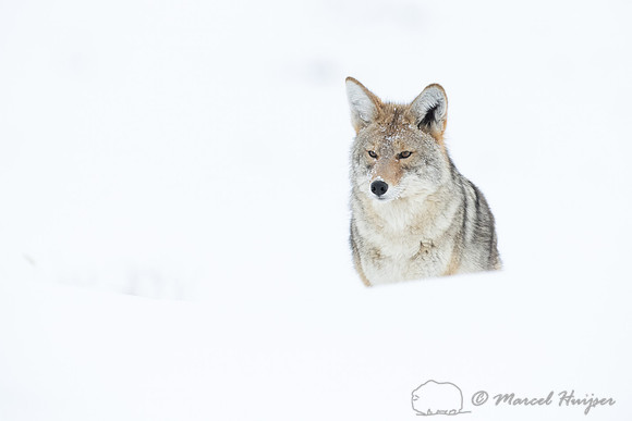 Coyote (Canis latrans) in the snow, Yellowstone National Park, W