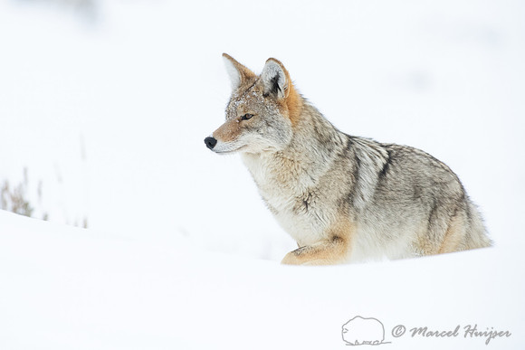 Coyote (Canis latrans) in the snow, Yellowstone National Park, W