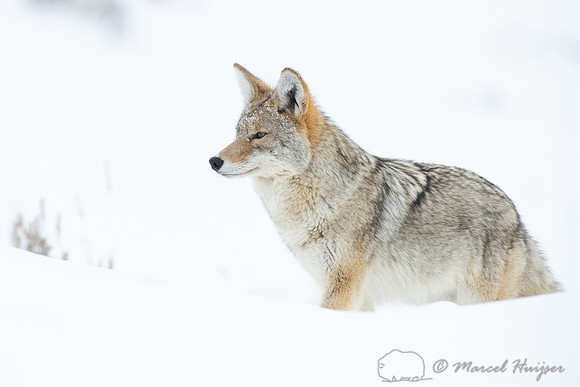 Coyote (Canis latrans) in the snow, Yellowstone National Park, W
