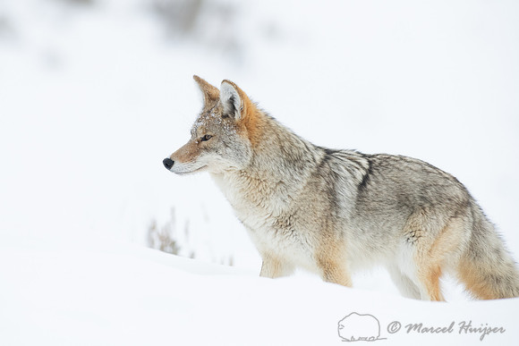 Coyote (Canis latrans) in the snow, Yellowstone National Park, W