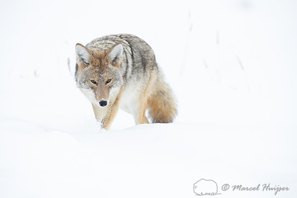 Coyote (Canis latrans) in the snow, Yellowstone National Park, W