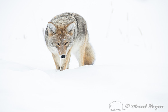 Coyote (Canis latrans) in the snow, Yellowstone National Park, W