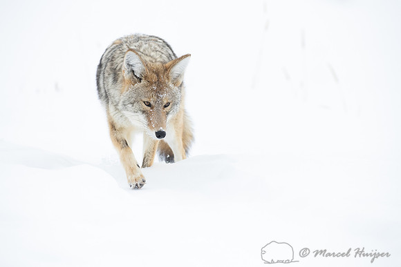 Coyote (Canis latrans) in the snow, Yellowstone National Park, W