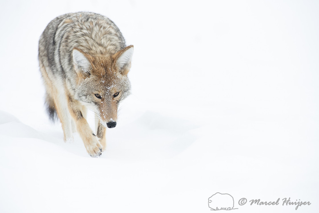 Coyote (Canis latrans) in the snow, Yellowstone National Park, W