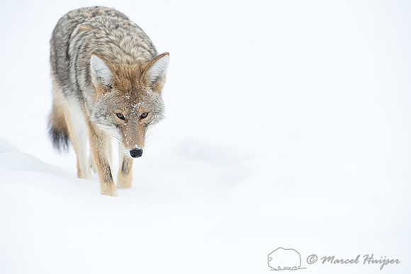 Coyote (Canis latrans) in the snow, Yellowstone National Park, W