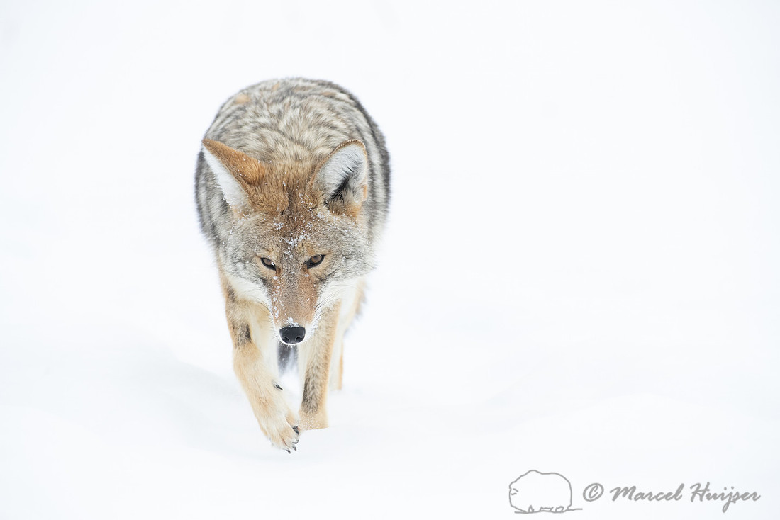 Coyote (Canis latrans) in the snow, Yellowstone National Park, W