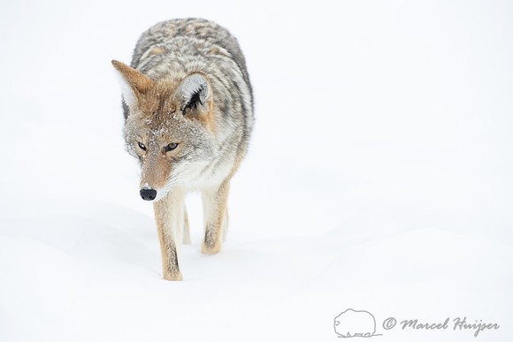 Coyote (Canis latrans) in the snow, Yellowstone National Park, W