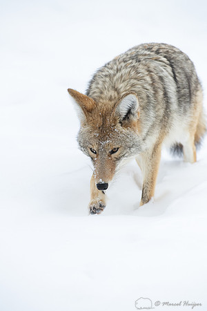 Coyote (Canis latrans) in the snow, Yellowstone National Park, W