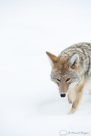 Coyote (Canis latrans) in the snow, Yellowstone National Park, W