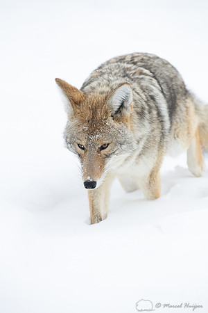 Coyote (Canis latrans) in the snow, Yellowstone National Park, W