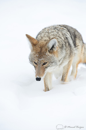 Coyote (Canis latrans) in the snow, Yellowstone National Park, W