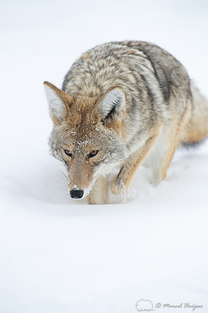 Coyote (Canis latrans) in the snow, Yellowstone National Park, W