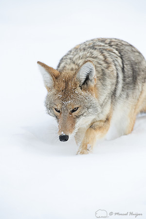 Coyote (Canis latrans) in the snow, Yellowstone National Park, W