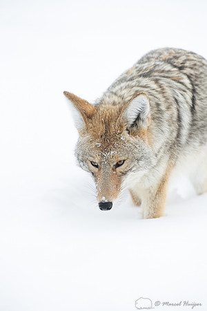 Coyote (Canis latrans) in the snow, Yellowstone National Park, W