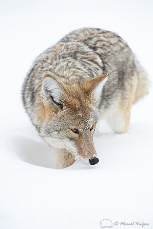 Coyote (Canis latrans) in the snow, Yellowstone National Park, W
