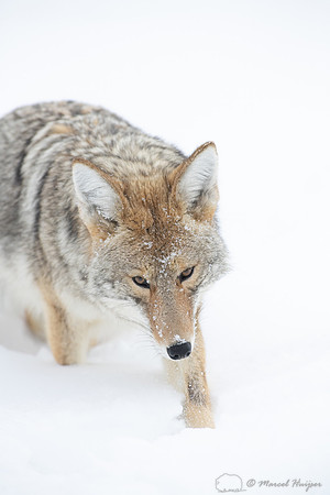 Coyote (Canis latrans) in the snow, Yellowstone National Park, W