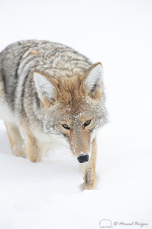 Coyote (Canis latrans) in the snow, Yellowstone National Park, W