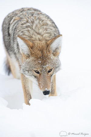Coyote (Canis latrans) in the snow, Yellowstone National Park, W
