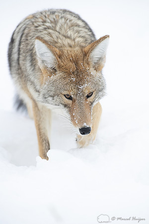 Coyote (Canis latrans) in the snow, Yellowstone National Park, W