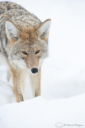 Coyote (Canis latrans) in the snow, Yellowstone National Park, W