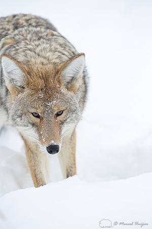 Coyote (Canis latrans) in the snow, Yellowstone National Park, W
