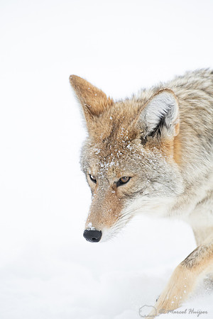 Coyote (Canis latrans) in the snow, Yellowstone National Park, W