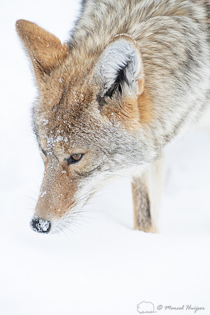 Coyote (Canis latrans) in the snow, Yellowstone National Park, W