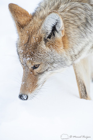 Coyote (Canis latrans) in the snow, Yellowstone National Park, W