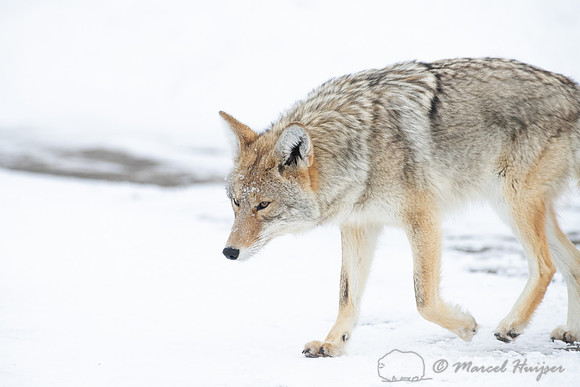 Coyote (Canis latrans) in the snow, Yellowstone National Park, W