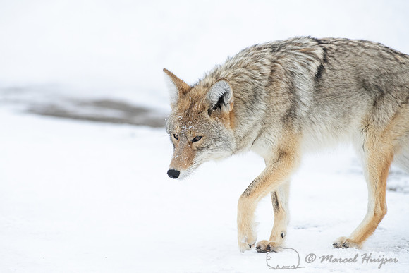 Coyote (Canis latrans) in the snow, Yellowstone National Park, W