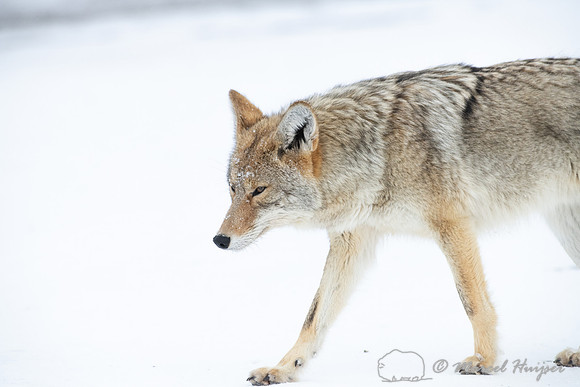 Coyote (Canis latrans) in the snow, Yellowstone National Park, W