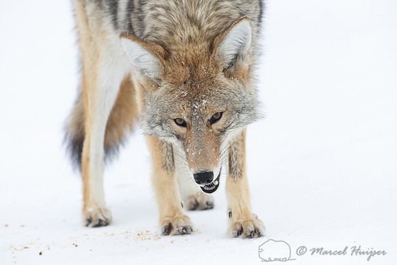 Coyote (Canis latrans) in the snow, Yellowstone National Park, W